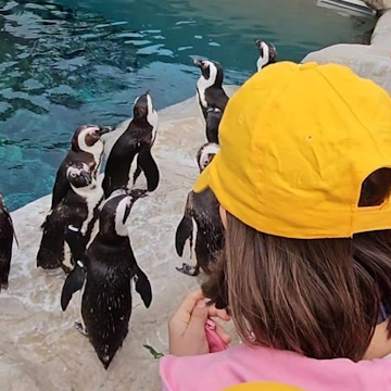 A Zoomarine una ragazza guarda un delfino