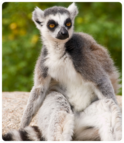 Lemuri