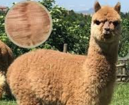 Alpaca