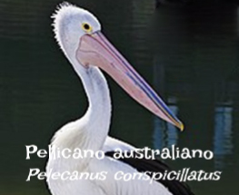 Pellicaniformi- Fenicotteriformi