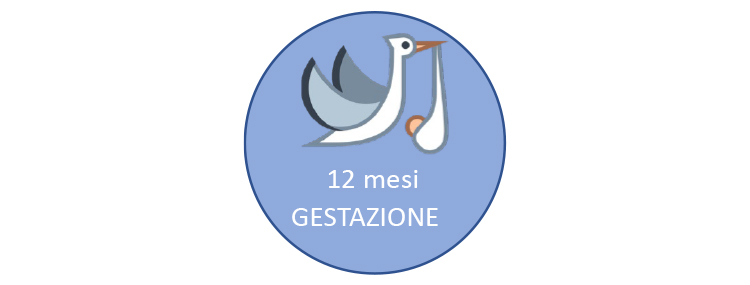 Tursiope