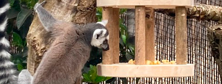 INCONTRA I LEMURI