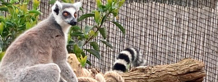 INCONTRA I LEMURI