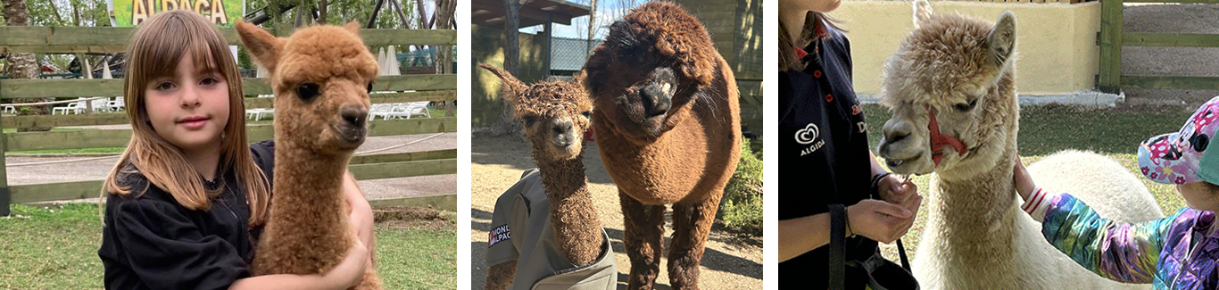 INCONTRA GLI ALPACA