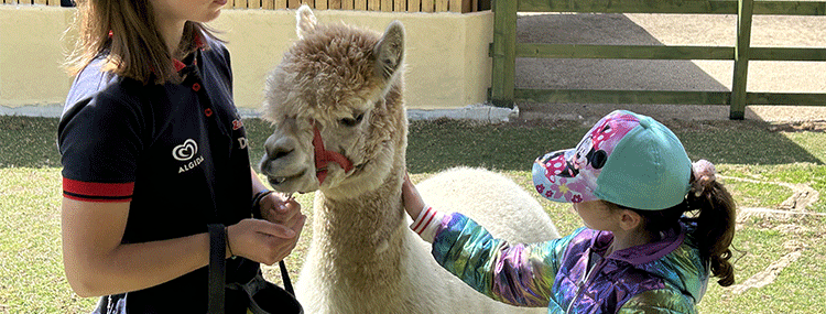 INCONTRA GLI ALPACA