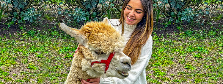 INCONTRA GLI ALPACA