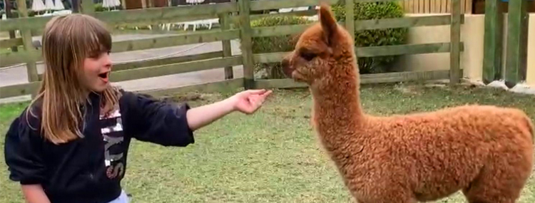 INCONTRA GLI ALPACA