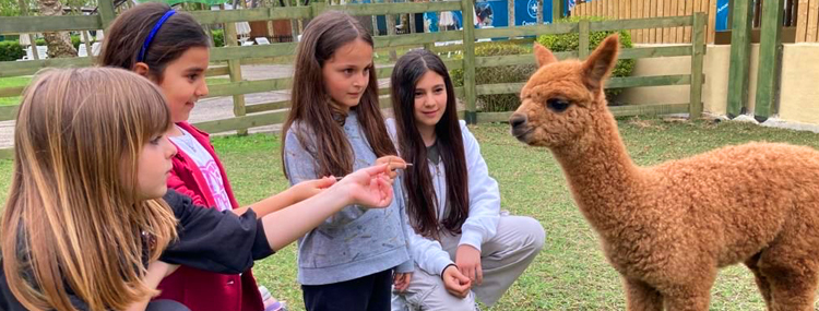 INCONTRA GLI ALPACA