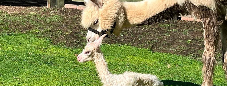 INCONTRA GLI ALPACA