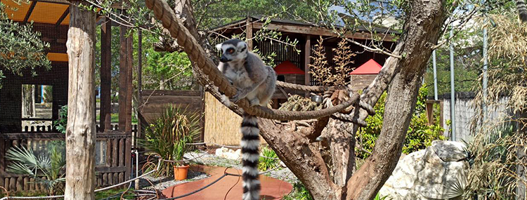 INCONTRA I LEMURI