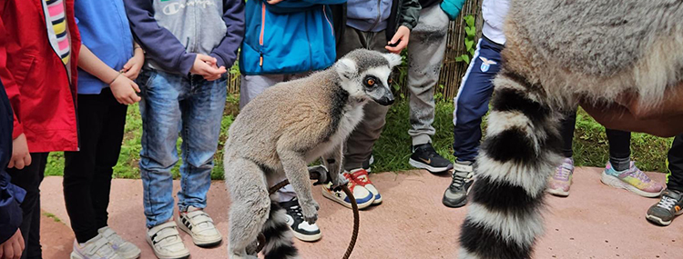 INCONTRA I LEMURI