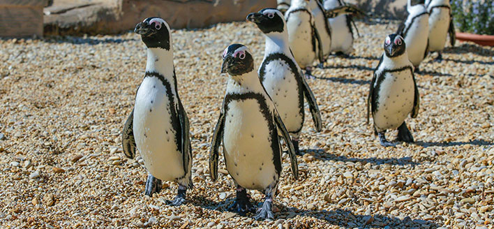 SPIAGGIA DEI PINGUINI