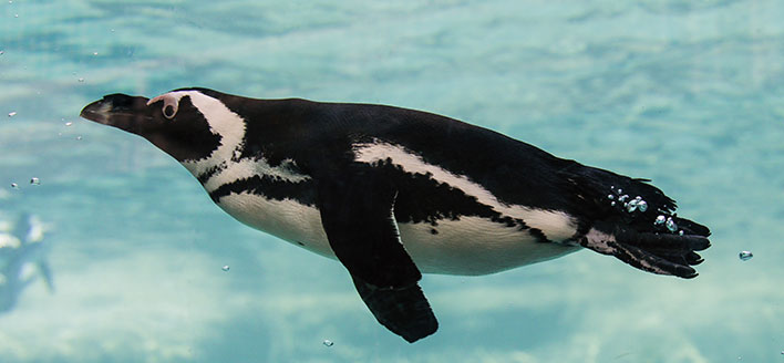 SPIAGGIA DEI PINGUINI