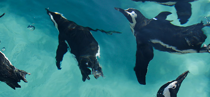 SPIAGGIA DEI PINGUINI