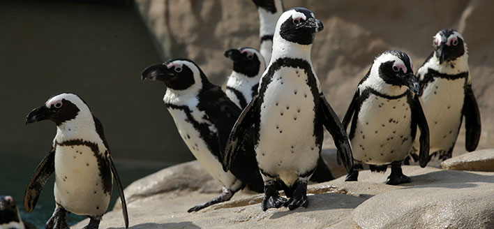 SPIAGGIA DEI PINGUINI