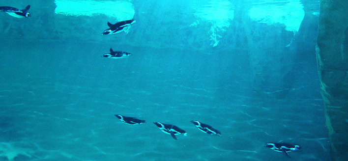 SPIAGGIA DEI PINGUINI