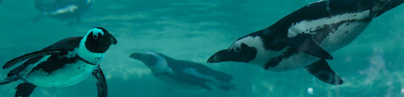 SPIAGGIA DEI PINGUINI