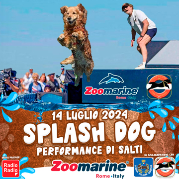 SPLASH DOG