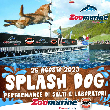 SPLASH DOG